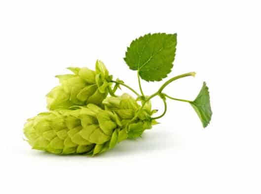 Hop cones, used to make beer