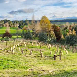 Native plants planted in the Moutere countryside